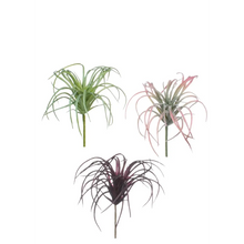 Air Plant - Greenhouse Home