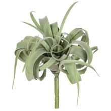 Air Plant, [product_price]- Greenhouse Home