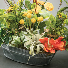 Air Plant, [product_price]- Greenhouse Home