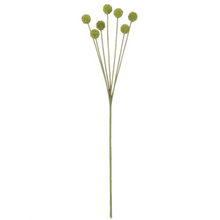 Billy Button Stem - Greenhouse Home