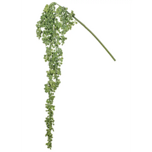 Hanging Succulent - Greenhouse Home