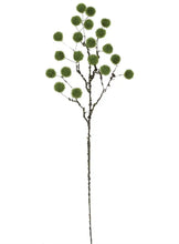 Moss Ball Stem - Greenhouse Home