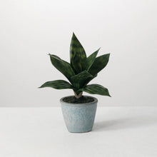 Potted Sansevieria, [product_price]- Greenhouse Home
