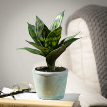 Potted Sansevieria, [product_price]- Greenhouse Home