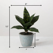 Potted Sansevieria, [product_price]- Greenhouse Home