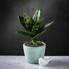 Potted Sansevieria, [product_price]- Greenhouse Home